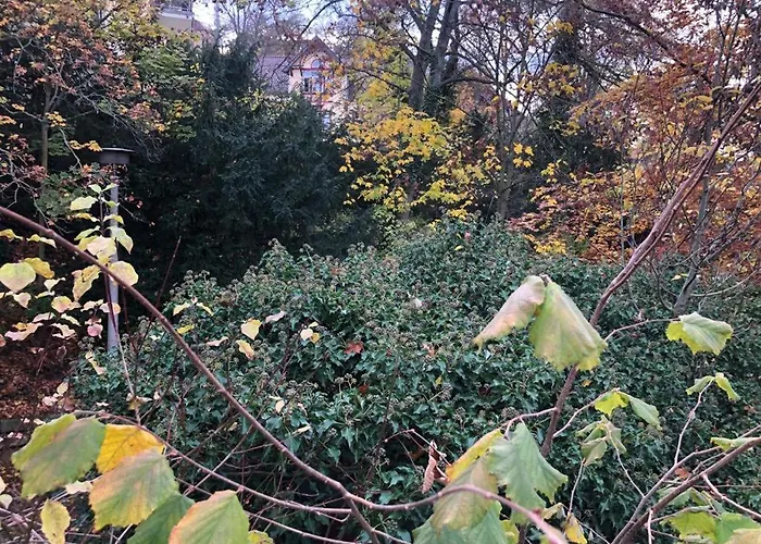 Black Beauty 度假居